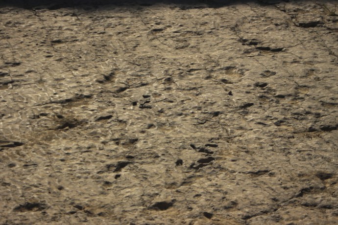 165 Million Year Old Dinosaur Tracks